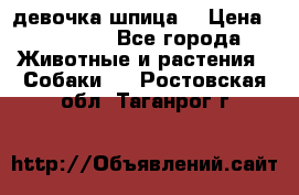 девочка шпица  › Цена ­ 40 000 - Все города Животные и растения » Собаки   . Ростовская обл.,Таганрог г.